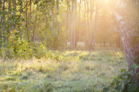 Mysterious northern evergreen forest in a fog. Mighty trees, plants, moss, fern. Soft light,...