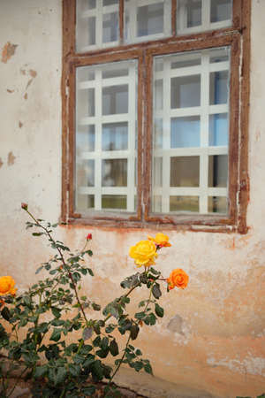 Blooming flowers of a modern English hybrid tea rose. Traditional stone house with a rustic wooden windows in the background. Beautiful summer garden. Idyllic rural scene. Gardening, floristics, decorの写真素材