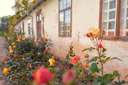 Blooming flowers of a modern English hybrid tea rose. Traditional stone house with a rustic wooden windows in the background. Beautiful summer garden. Idyllic rural scene. Gardening, floristics, decorの写真素材
