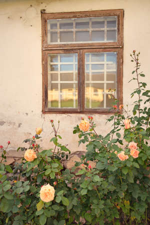 Blooming flowers of a modern English hybrid tea rose. Traditional stone house with a rustic wooden windows in the background. Beautiful summer garden. Idyllic rural scene. Gardening, floristics, decorの写真素材