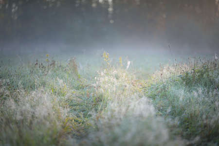 Forest meadow (lawn) at sunrise. Plants, dew drops. Morning fog, soft sunlight, sunbeams, golden hour. Idyllic landscape. Picturesque scenery. Nature, environment, ecologyの写真素材