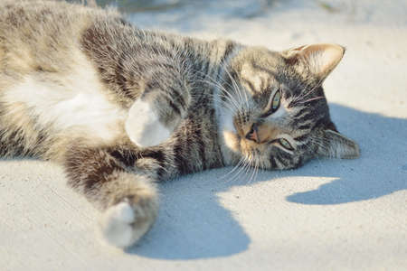 Striped brown white cat lying and playing. Eyes, paws close-up. Domestic animals, free-ranging pets, pet care, friendship conceptの写真素材