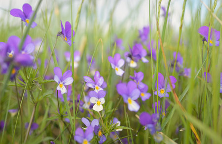 Wild pansy (Viola tricolor) flowers and green grass close-up. Beautiful purple wildflowers. Idyllic summer rural landscape. Nature, seasons, summer, environment. Macro photography, graphic resourcesの写真素材