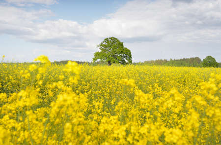 Rural landscape. Blooming yellow rapeseed field and mighty oak tree in the background on a clear sunny day. Agriculture, biotechnology, fuel, food industry, alternative energy, environment, natureの写真素材