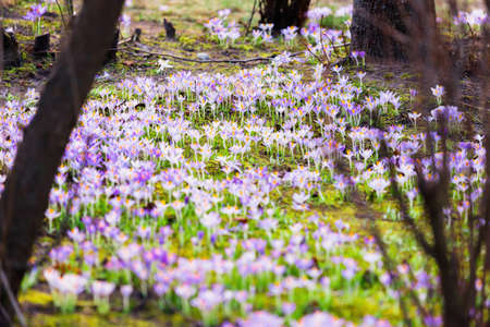 Close-up of blooming purple crocus flowers. Trees in the background. Forest park. Europe. Early...