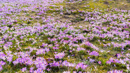 Close-up of blooming crocus flowers. Park. Early spring. Symbol of peace, joy. Gardening,...