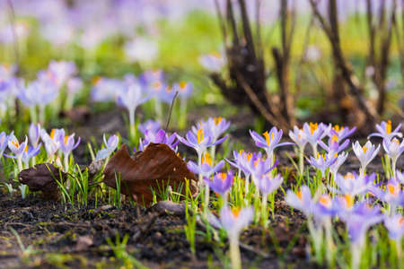 Close-up of blooming purple crocus flowers. Park. Europe. Early spring. Symbol of peace, joy,...