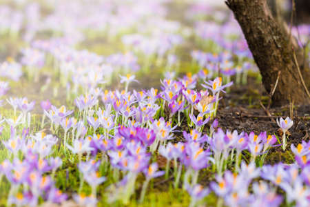 Close-up of blooming purple crocus flowers. Trees in the background. Forest park. Europe. Early spring. Symbol of peace, joy, purity. Landscaping, environment. Art, macrophotography, bokeh, backgroundの写真素材