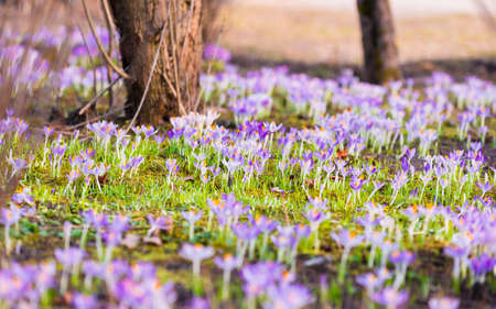 Close-up of blooming purple crocus flowers. Trees in the background. Forest park. Europe. Early spring. Symbol of peace, joy, purity. Landscaping, environment. Art, macrophotography, bokeh, backgroundの写真素材
