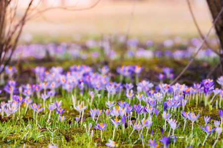 Close-up of blooming purple crocus flowers. Trees in the background. Forest park. Europe. Early spring. Symbol of peace, joy, purity. Landscaping, environment. Art, macrophotography, bokeh, backgroundの写真素材