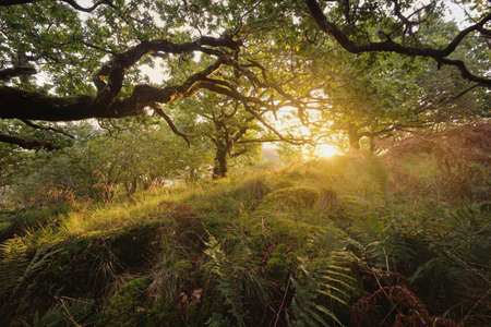 Scottish rainforest at sunrise. Mighty trees, moss, plants, fern. Sunbeams, golden hour. Crinan Canal, Scotland, UK. Atmospheric landscape. Pure nature, travel destinations, hiking, ecotourismの写真素材