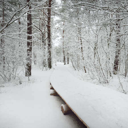 Modern wooden walkway (boardwalk) through the snow-covered forest after a blizzard. Winter landscape. Nordic walking, skiing, ecotourism. Christmas vacations, local travel during lockdown in Europeの写真素材