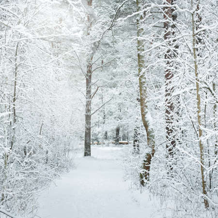 Pathway through the snow-covered forest hills after a blizzard. Natural tunnel. Atmospheric...