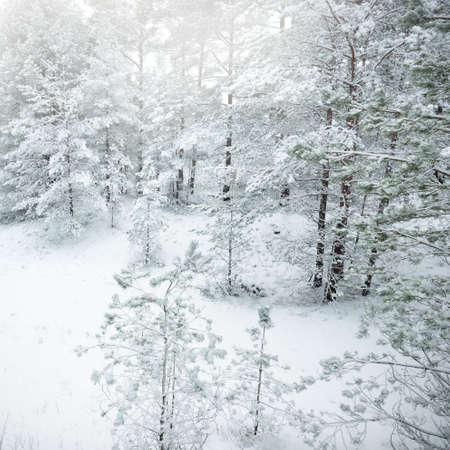 Snow-covered evergreen forest hills. Blizzard. Pine, spruce trees close-up. View from a pathway. Atmospheric landscape. Winter wonderland. Climate change, natural, environmental conservation. Europeの写真素材