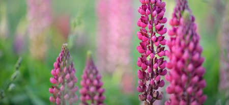 Blooming blue, pink, purple lupine flowers (Lupinus) close-up, green summer field. Panoramic landscape. Nature, plants, botany, gardening, folk medicine, organic fertilizer. Natural floral backgroundの写真素材