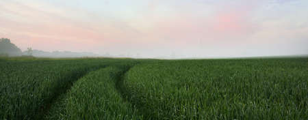 Panoramic view of a green plowed agricultural field, Tractor tracks. Sunrise, fog. Idyllic summer...