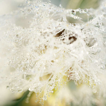 White dandelion (Taraxacum) flower covered with dew drops in the morning, close-up. Natural texture, background, bokeh. Concept image. Pure nature, environment, blooming flowersの写真素材