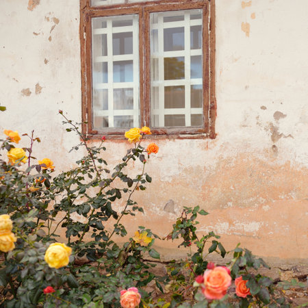 Blooming flowers of a modern English hybrid tea rose. Traditional stone house with a rustic wooden windows in the background. Beautiful summer garden. Idyllic rural scene. Gardening, floristics, decorの写真素材