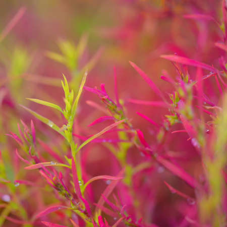 Colorful red, pink, golden decorative plants in a green summer garden. Dew drops, soft sunlight. Natural texture, background. Landscaping, gardening. Macro photography, bokehの写真素材