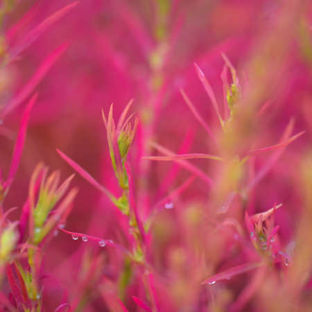 Colorful red, pink, golden decorative plants in a green summer garden. Dew drops, soft sunlight. Natural texture, background. Landscaping, gardening. Macro photography, bokehの写真素材