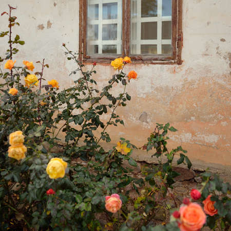 Blooming flowers of a modern English hybrid tea rose. Traditional stone house with a rustic wooden windows in the background. Beautiful summer garden. Idyllic rural scene. Gardening, floristics, decorの写真素材