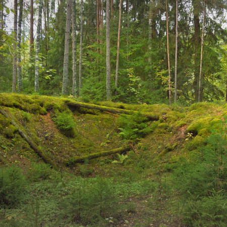 Overgrown hills of a mysterious northern evergreen forest. Mighty trees, plants, moss, fern. Early autumn, Scandinavia. Nature, ecology, environmental conservation, ecotourism, hiking conceptsの写真素材