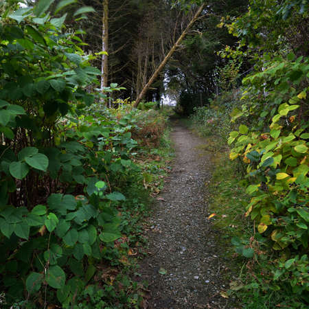 Dark forest scene. Walkway through the trees. Plants and fern leaves close-up. Old mossy fir tree...