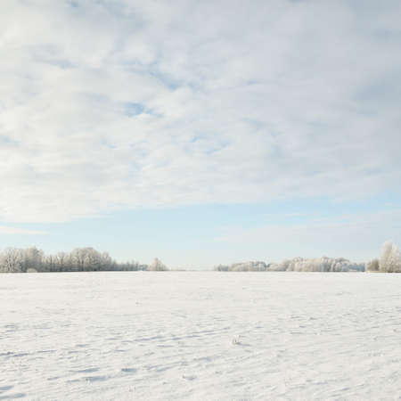 Forest meadow and country field. Pure sunlight, clear blue sky. Winter wonderland. Idyllic rural scene. Ecology, eco tourism, environmental conservation, christmas vacations, skiing, remote placesの写真素材