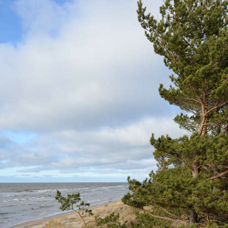 Baltic sea after the storm. Sand dunes, golden dune grass, majestic evergreen pine forest. Picturesque scenery, seascape, nature. Panoramic view. Ecology, eco tourism, hiking conceptsの写真素材