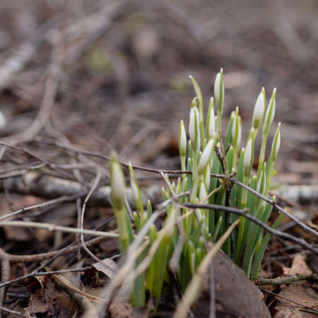 Small snowdrop wildflowers (Galanthus) in the forest. Flower bud. Warm winter, early spring in...