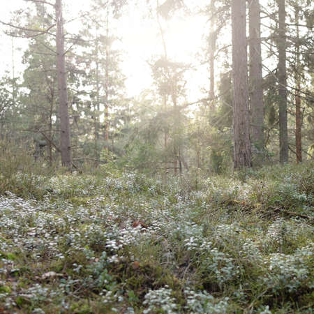 Majestic evergreen forest. Mighty pine and spruce trees, moss, fern, plants. Soft sunlight. Early...