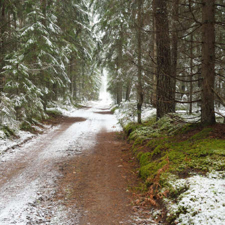 Pathway (rural road, natural tunnel) through the majestic snow-covered evergreen forest on a cloudy winter day. Mighty pine and spruce trees. Snow hills, blizzard. Christmas vacations, ecotourismの写真素材