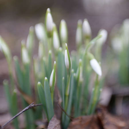 Small snowdrop wildflowers (Galanthus) in the forest. Flower bud. Warm winter, early spring in...