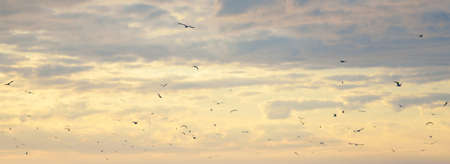 Clear sky. glowing pink and golden cirrus and cumulus clouds after storm, soft sunlight. Flying birds, seagulls. Dramatic sunset cloudscape. Meteorology, heaven, peace, picturesque panoramic sceneryの写真素材