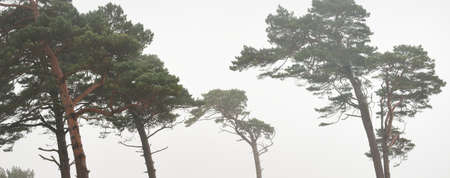 Mighty pine trees in a fog. Majestic evergreen forest. Overcast day. Atmospheric landscape. Nature,...