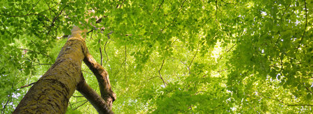 Panoramic view of the green summer beech forest. Sunlight through the mighty trees. Environmental...