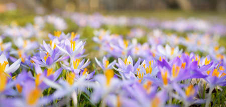Blooming crocus flowers in a park. Early spring. Symbol of peace and joy, Easter concept. Landscaping, gardening, ecotourism, environmental conservation. Art, macrophotography. Floral patternの写真素材