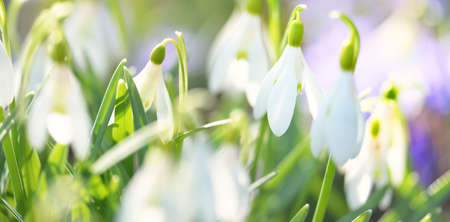 Blooming crocus and snowdrops flowers in a park, close-up. Early spring. Europe. Symbol of peace and joy, Easter concept. Landscaping, gardening, ecotourism, environment. Art, macrophotography, bokehの写真素材