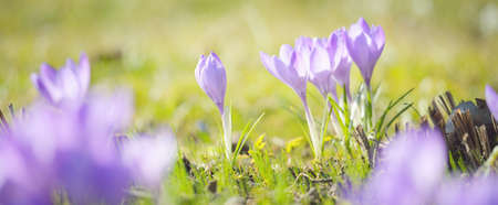 Blooming crocus flowers in a park, close-up. Early spring. Europe. Symbol of peace and joy, Easter concept. Landscaping, gardening, ecotourism, environmental conservation. Art, macrophotography, bokehの写真素材