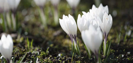 Blooming white crocus flowers in a park, close-up. Early spring. Europe. Symbol of peace and joy,...