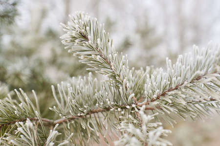 Young evergreen tree branch with a cone covered with frost, needles close-up. Pine, spruce. fir...