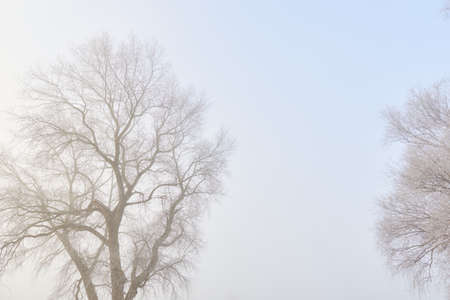 Mighty tree against clear blue sky at sunrise. Frost, snow, mist, soft sunlight. Early spring. Pure nature, environment, weather, climate changeの写真素材
