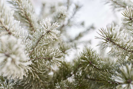 Young evergreen tree branch with a cone covered with frost, needles close-up. Pine, spruce. fir trees theme. Graphic resources, Christmas concept. Winter wonderland. Early spring. Pure natureの写真素材