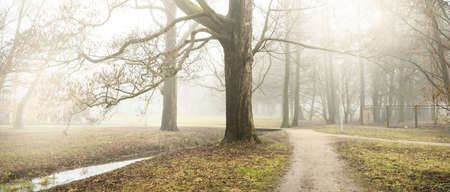 Pathway through the forest park. Natural tunnel. Autumn colors, fog, mist. Mighty trees, dry plants,...