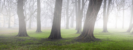 Overcast day in a forest park. Autumn colors, fog, mist. Mighty trees, dry plants, green grass,...