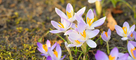 Blooming crocus flowers in a park. Early spring. Symbol of peace and joy, Easter concept....
