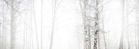 Forest park in a fog. Deciduous birch trees. Overcast day. Early spring. Idyllic landscape. Nature, seasons, weather, environment, ecologyの写真素材
