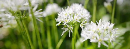 Blooming wild garlic (Allium ursinum) close-up. Green leaves, white flowers. Forest meadow on a...