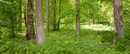 Pathway (rural road, alley) through the forest park. Mighty green deciduous trees, wildflowers,...