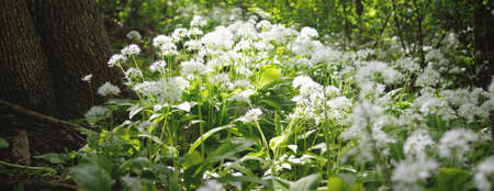 Blooming wild garlic (Allium ursinum) close-up. Green leaves, white flowers. Forest meadow on a sunny day. Nature, flora, botany, edible herbs, decoration, gardening, landscaping, ecology, environmentの写真素材